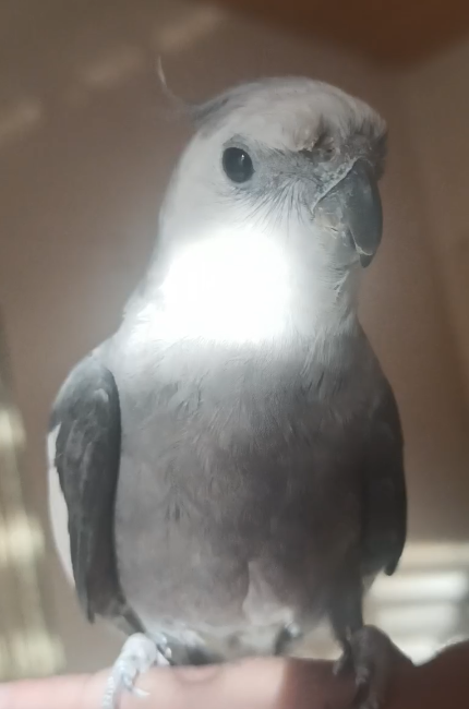 My little noisy cockatiel sitting on my finger